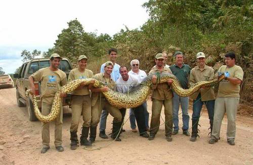 The Biggest Snake That Ever Lived Goodheart S Extreme Science