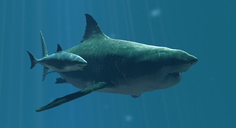 Megalodon Shark Demands Rematch with Predator X and “Moby 